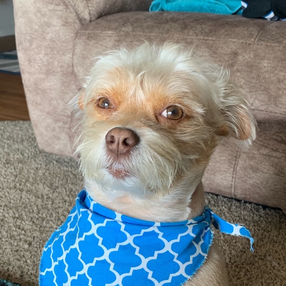 Meet your Posher, Gerald - Picture 1 of 1